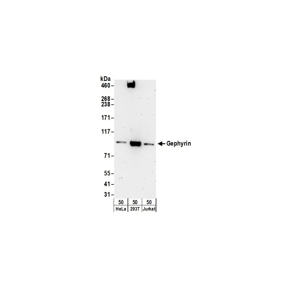Rabbit anti-Gephyrin Antibody, Affinity Purified