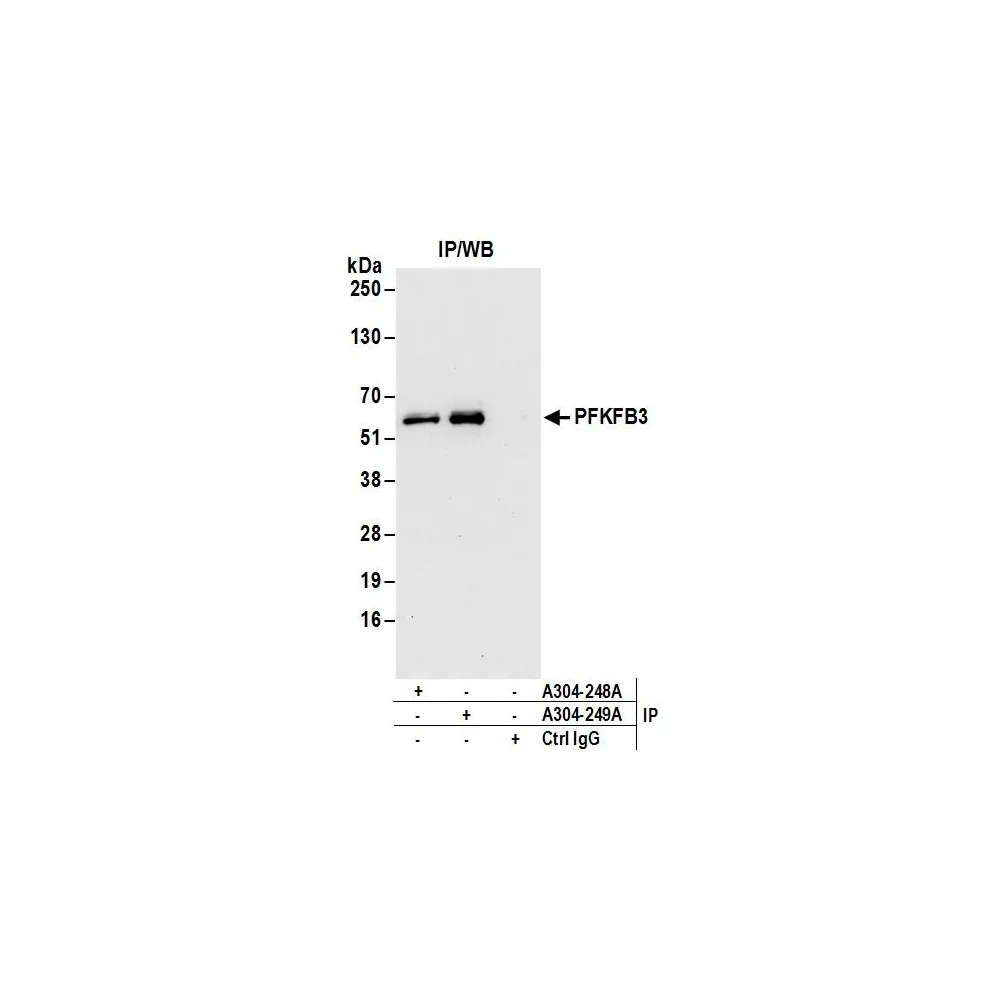 Rabbit anti-PFKFB3 Antibody, Affinity Purified