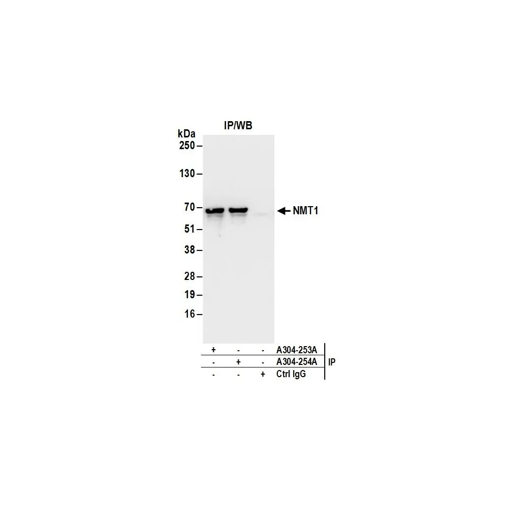Rabbit anti-NMT1 Antibody, Affinity Purified