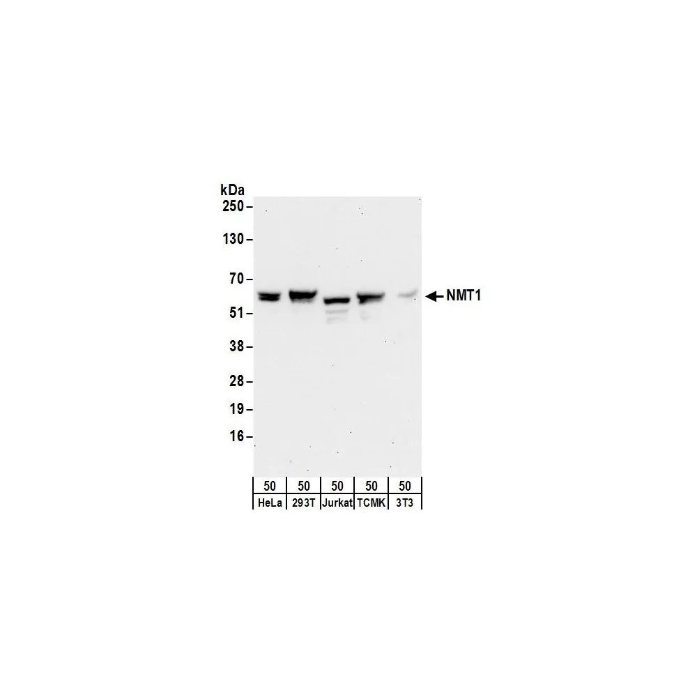 Rabbit anti-NMT1 Antibody, Affinity Purified