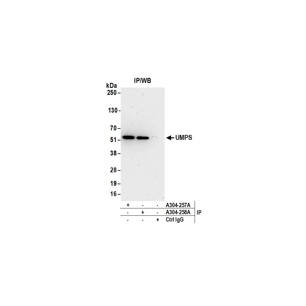 Rabbit anti-UMPS Antibody, Affinity Purified