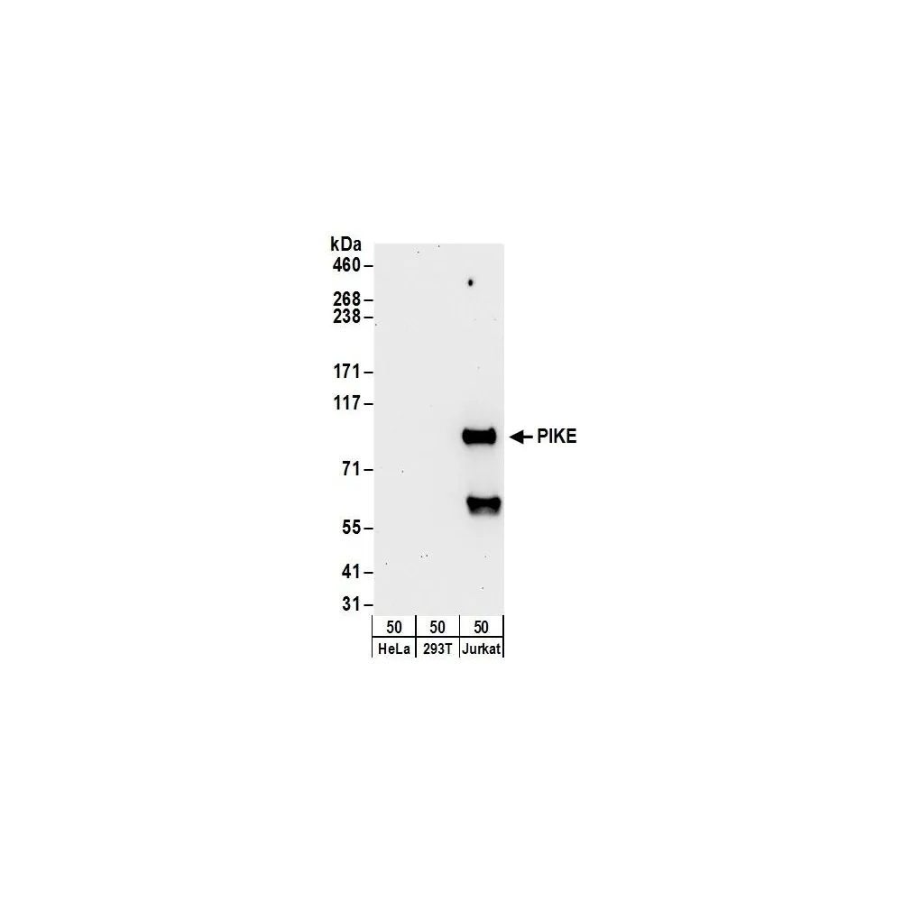 Rabbit anti-PIKE Antibody, Affinity Purified