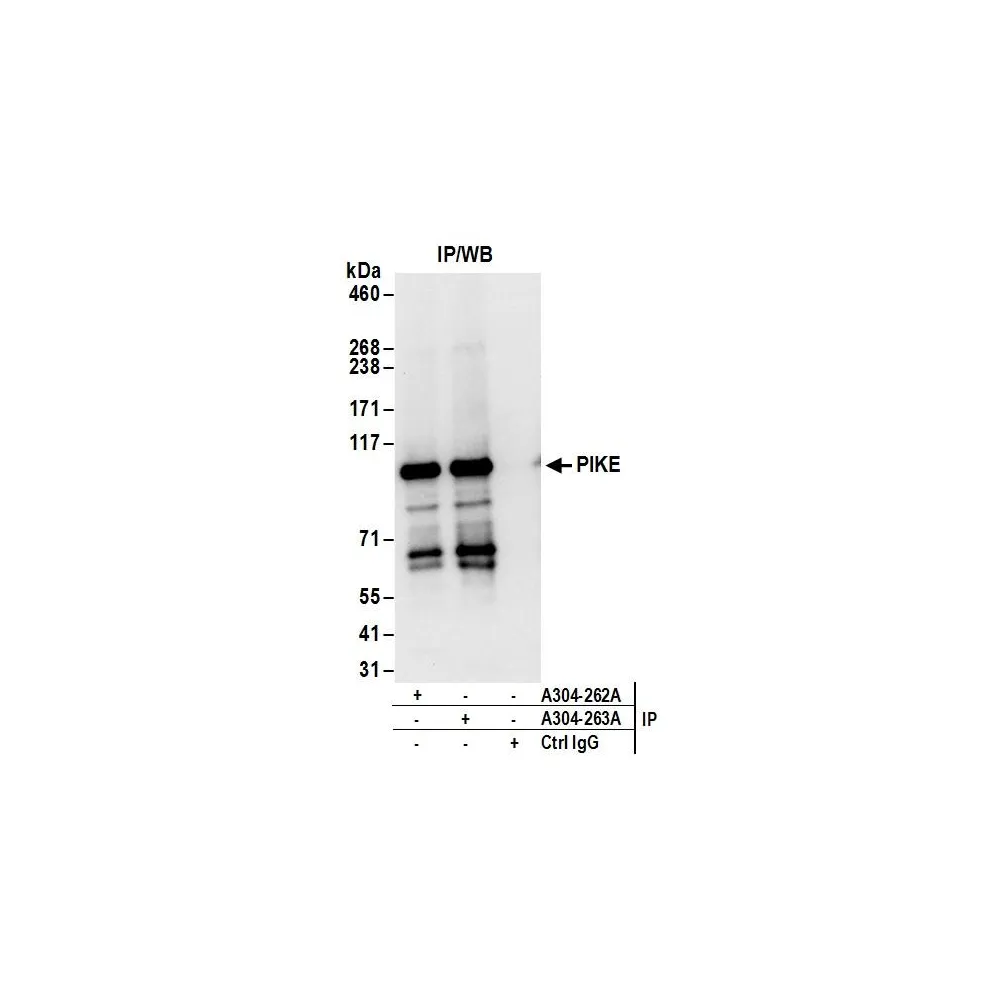 Rabbit anti-PIKE Antibody, Affinity Purified