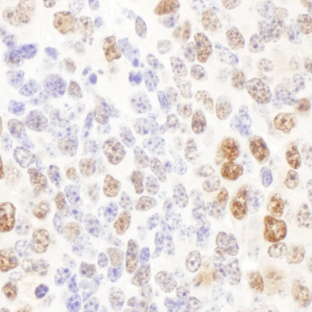 Rabbit anti-DCK Antibody, Affinity Purified