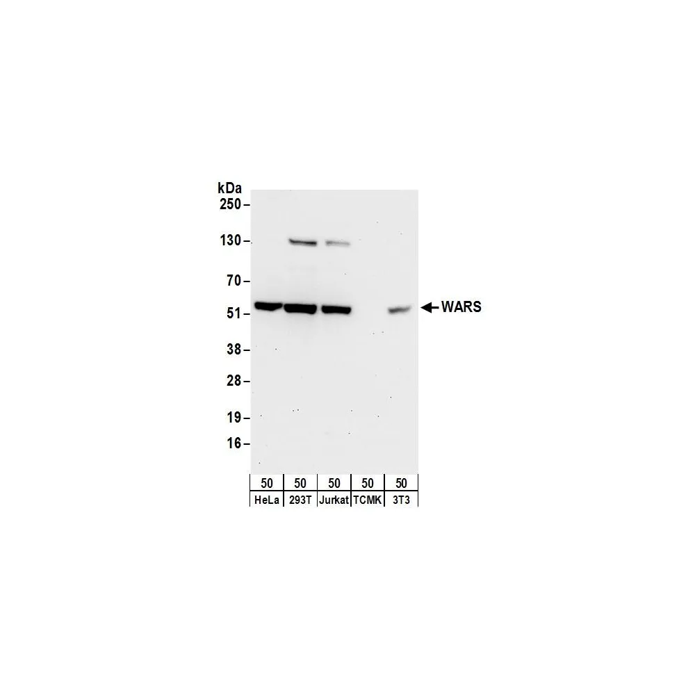 Rabbit anti-WARS Antibody, Affinity Purified