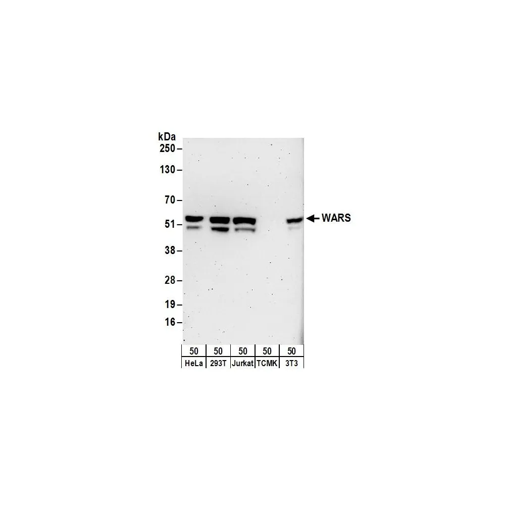 Rabbit anti-WARS Antibody, Affinity Purified