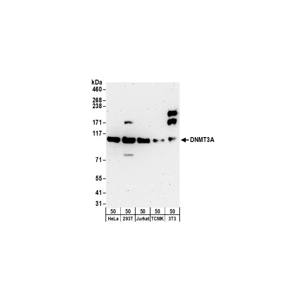 Rabbit anti-DNMT3A Antibody, Affinity Purified