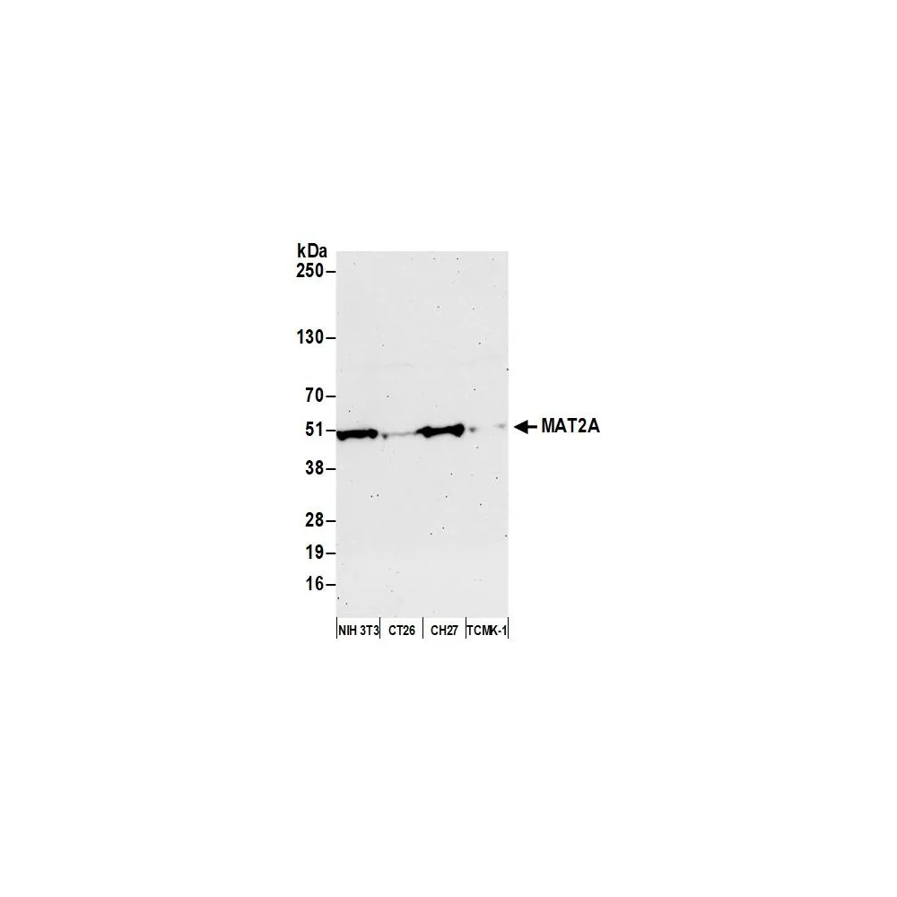 Rabbit anti-MAT2A Antibody, Affinity Purified