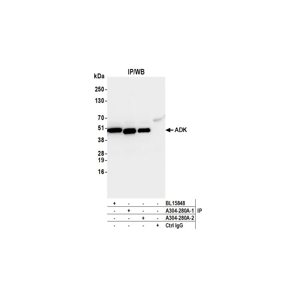 Rabbit anti-ADK Antibody, Affinity Purified