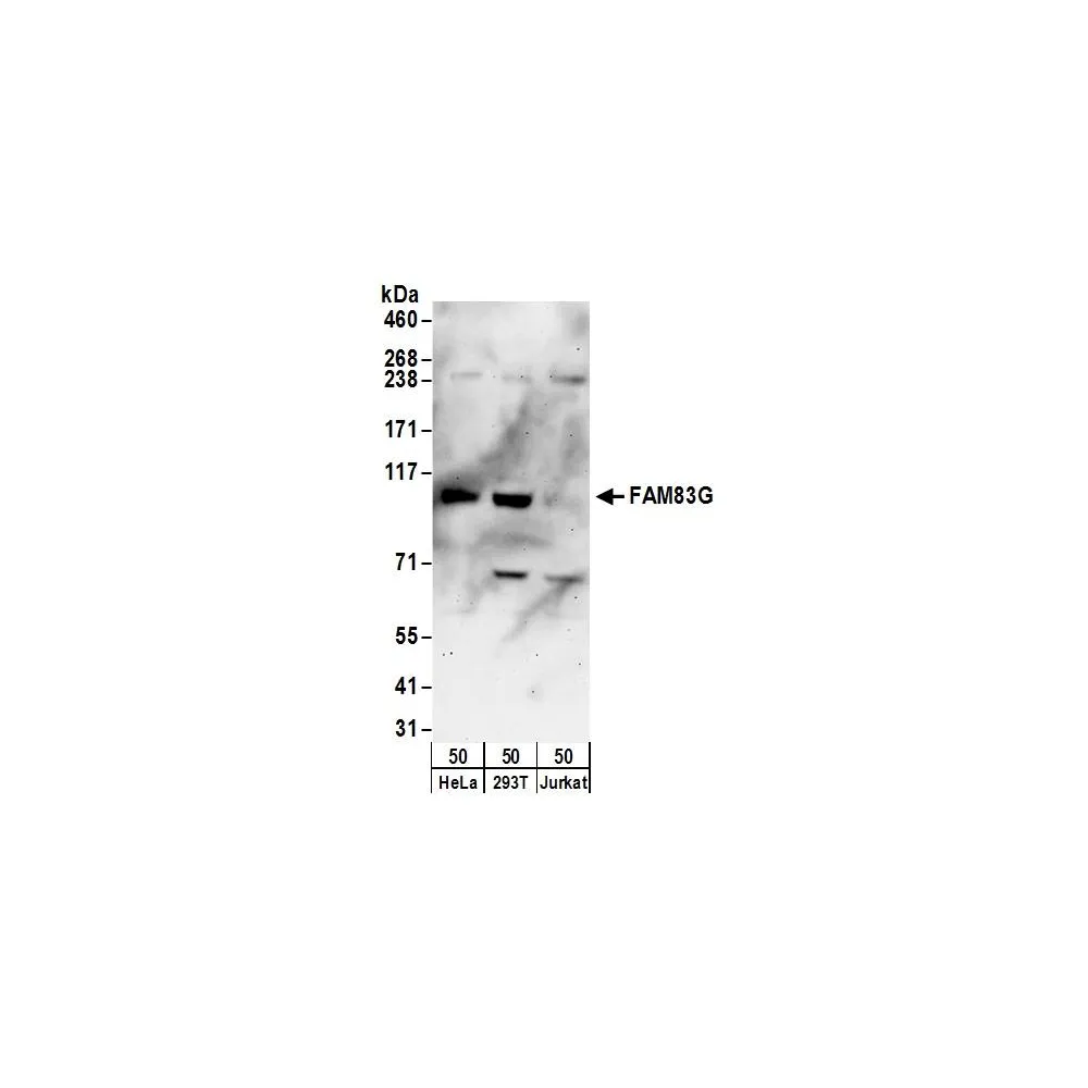 Rabbit anti-FAM83G Antibody, Affinity Purified