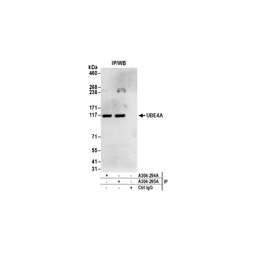 Rabbit anti-UBE4A Antibody, Affinity Purified