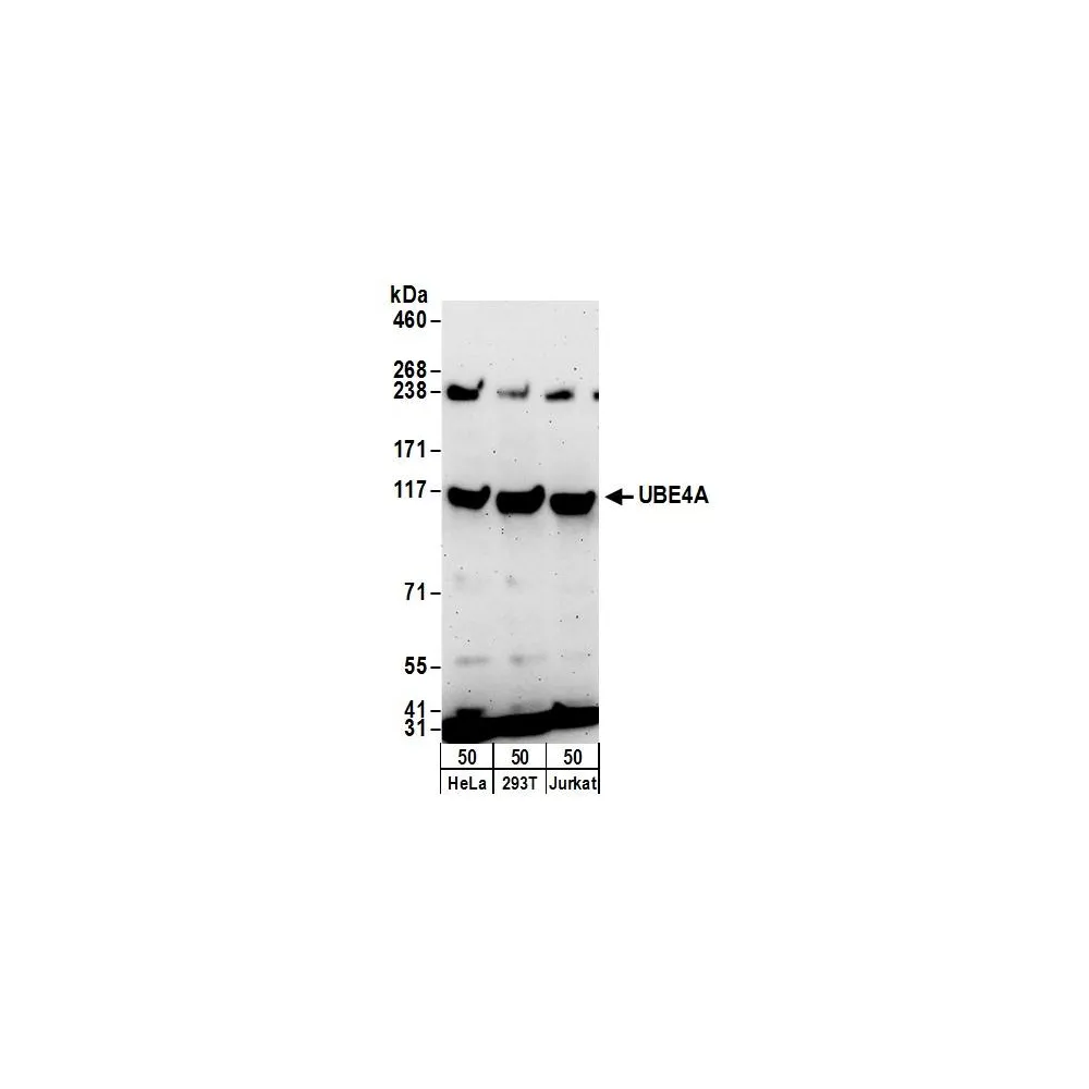 Rabbit anti-UBE4A Antibody, Affinity Purified