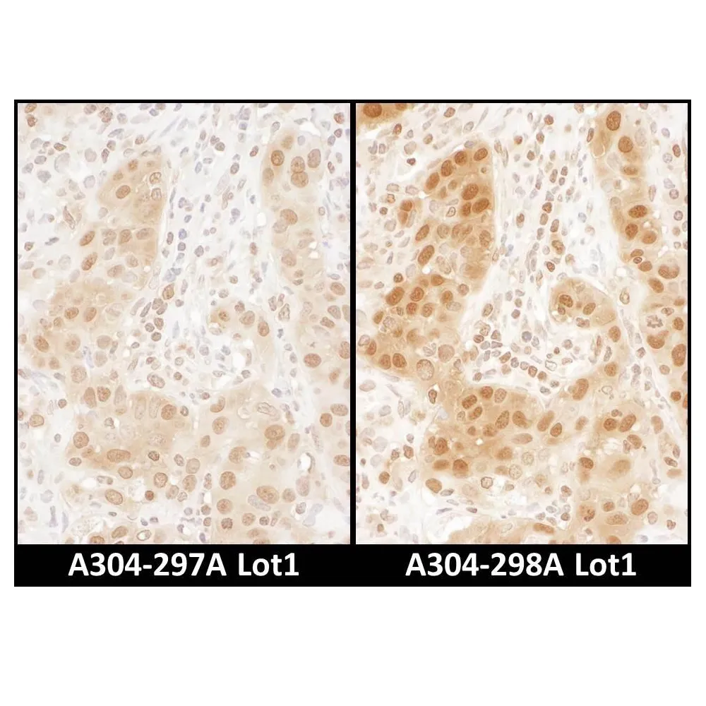 Rabbit anti-RAN Antibody, Affinity Purified
