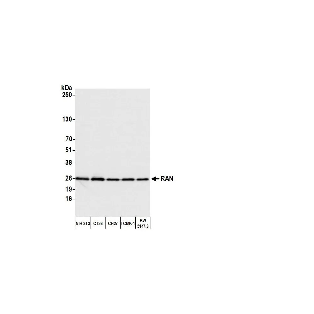 Rabbit anti-RAN Antibody, Affinity Purified