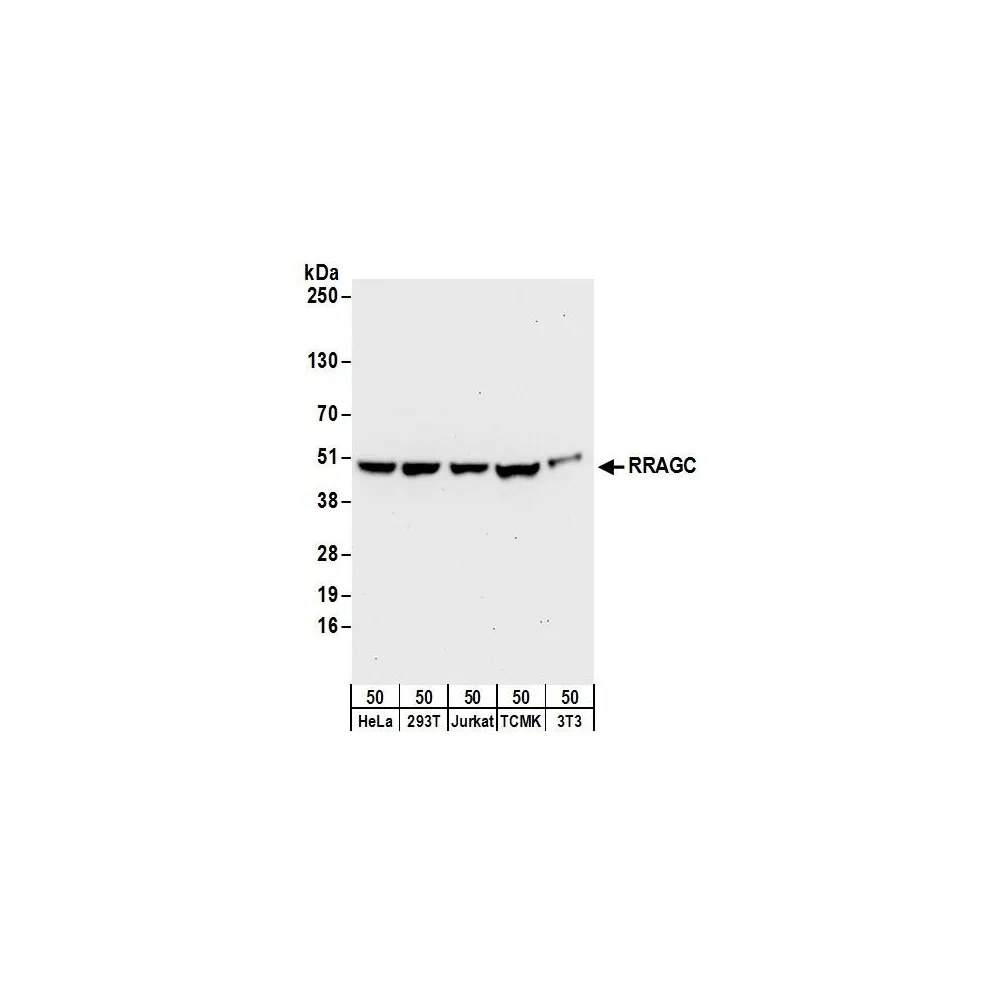 Rabbit anti-RRAGC/RagC Antibody, Affinity Purified