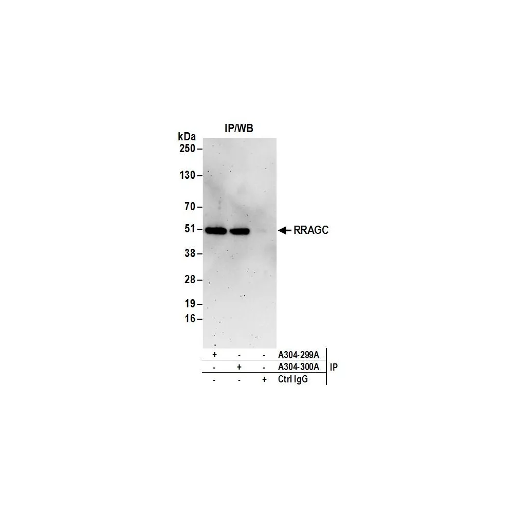 Rabbit anti-RRAGC/RagC Antibody, Affinity Purified