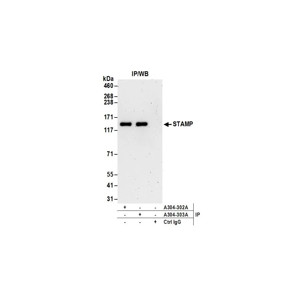 Rabbit anti-STAMP Antibody, Affinity Purified