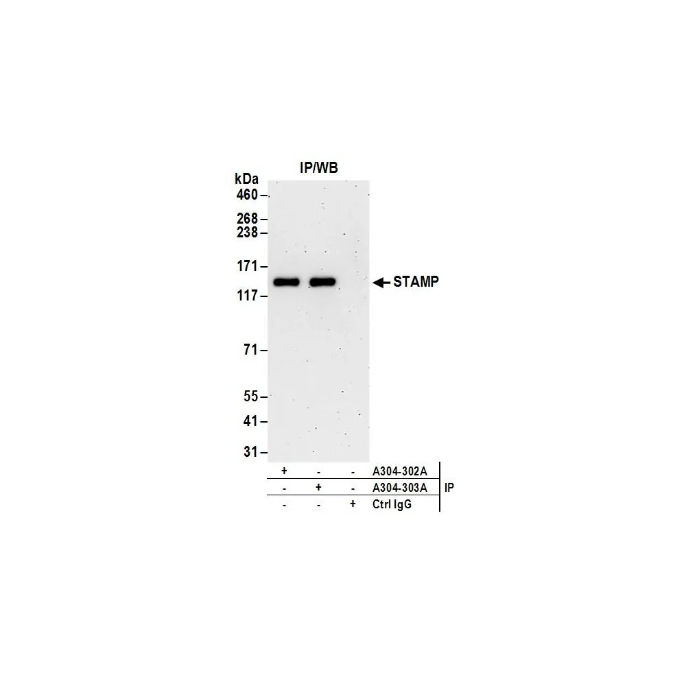 Rabbit anti-STAMP Antibody, Affinity Purified
