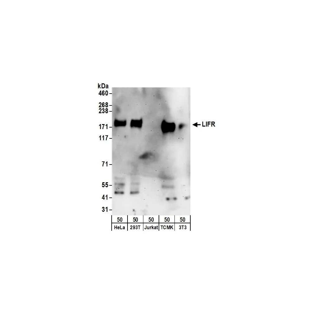 Rabbit anti-LIFR Antibody, Affinity Purified