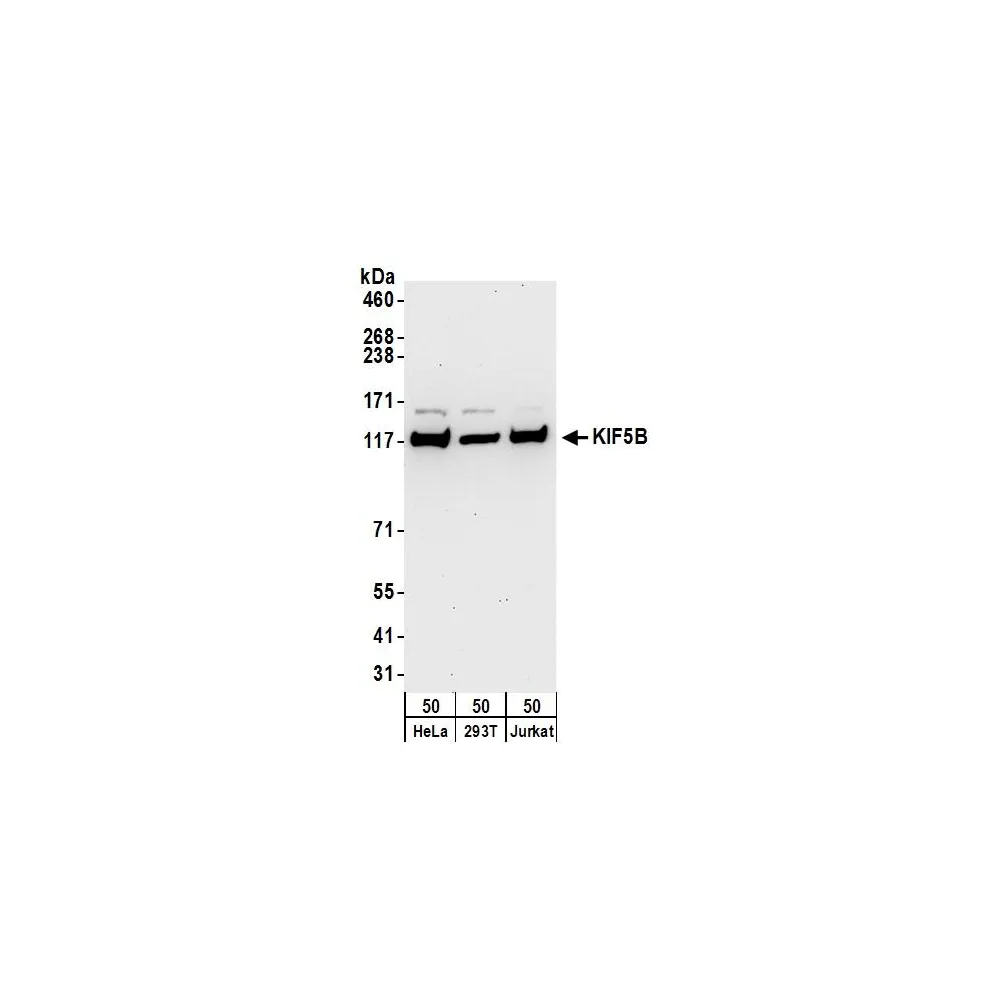 Rabbit anti-KIF5B Antibody, Affinity Purified