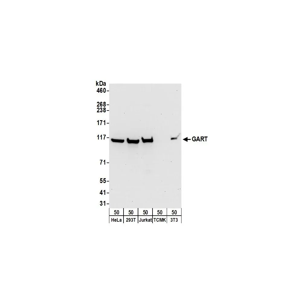 Rabbit anti-GART Antibody, Affinity Purified