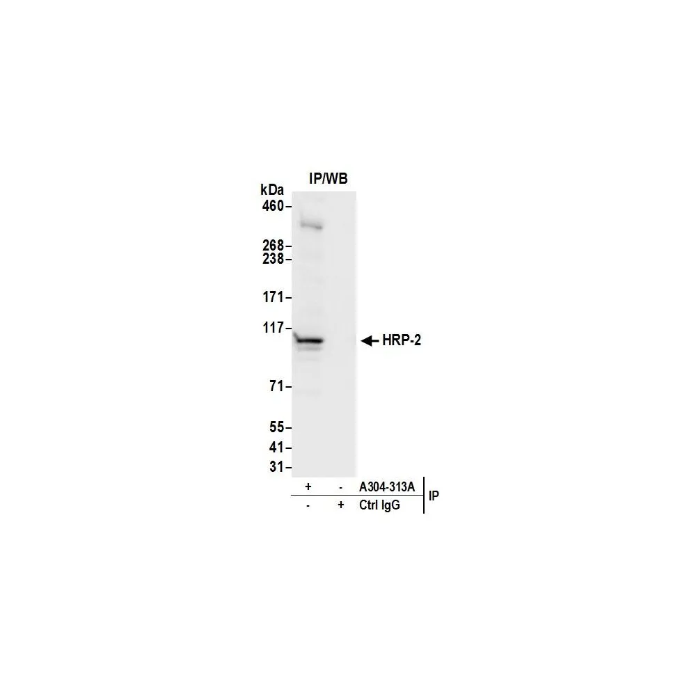 Rabbit anti-HRP-2 Antibody, Affinity Purified