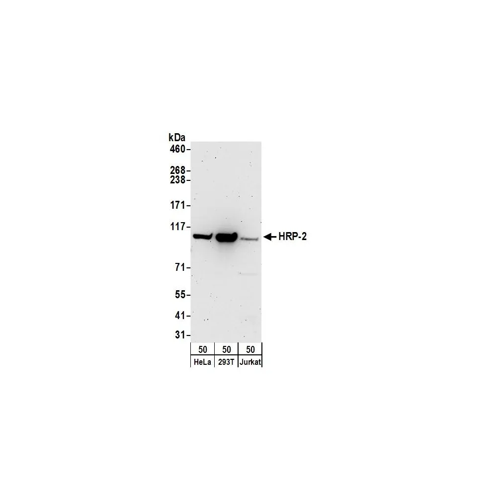Rabbit anti-HRP-2 Antibody, Affinity Purified