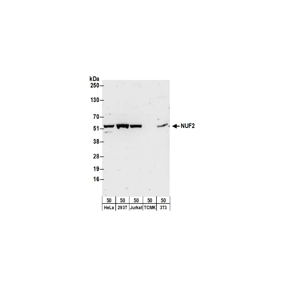 Rabbit anti-NUF2 Antibody, Affinity Purified