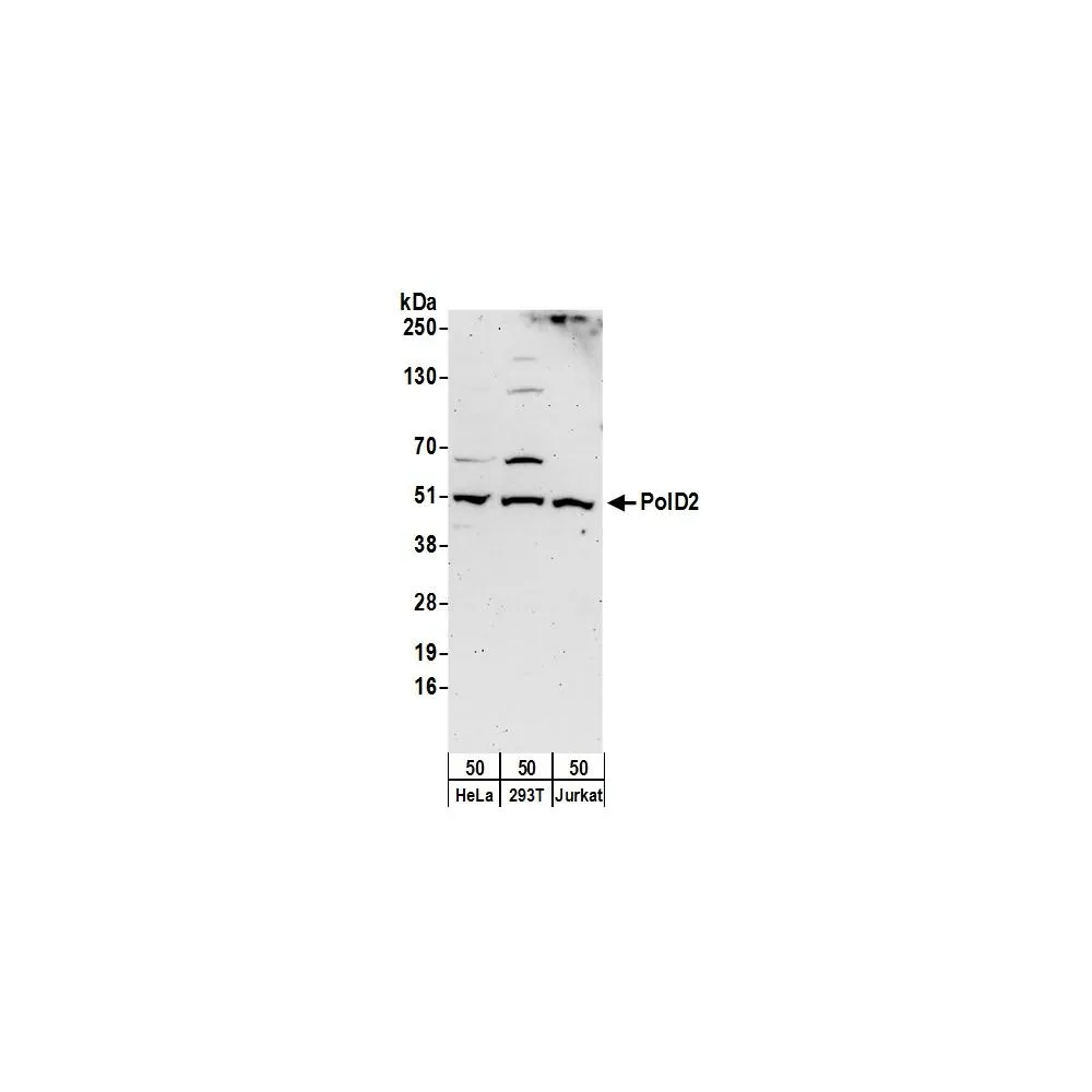 Rabbit anti-PolD2 Antibody, Affinity Purified
