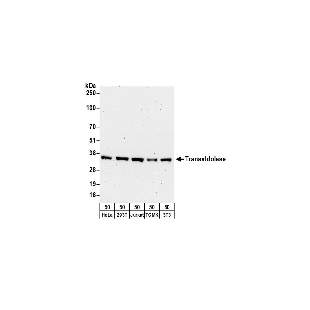 Rabbit anti-Transaldolase Antibody, Affinity Purified