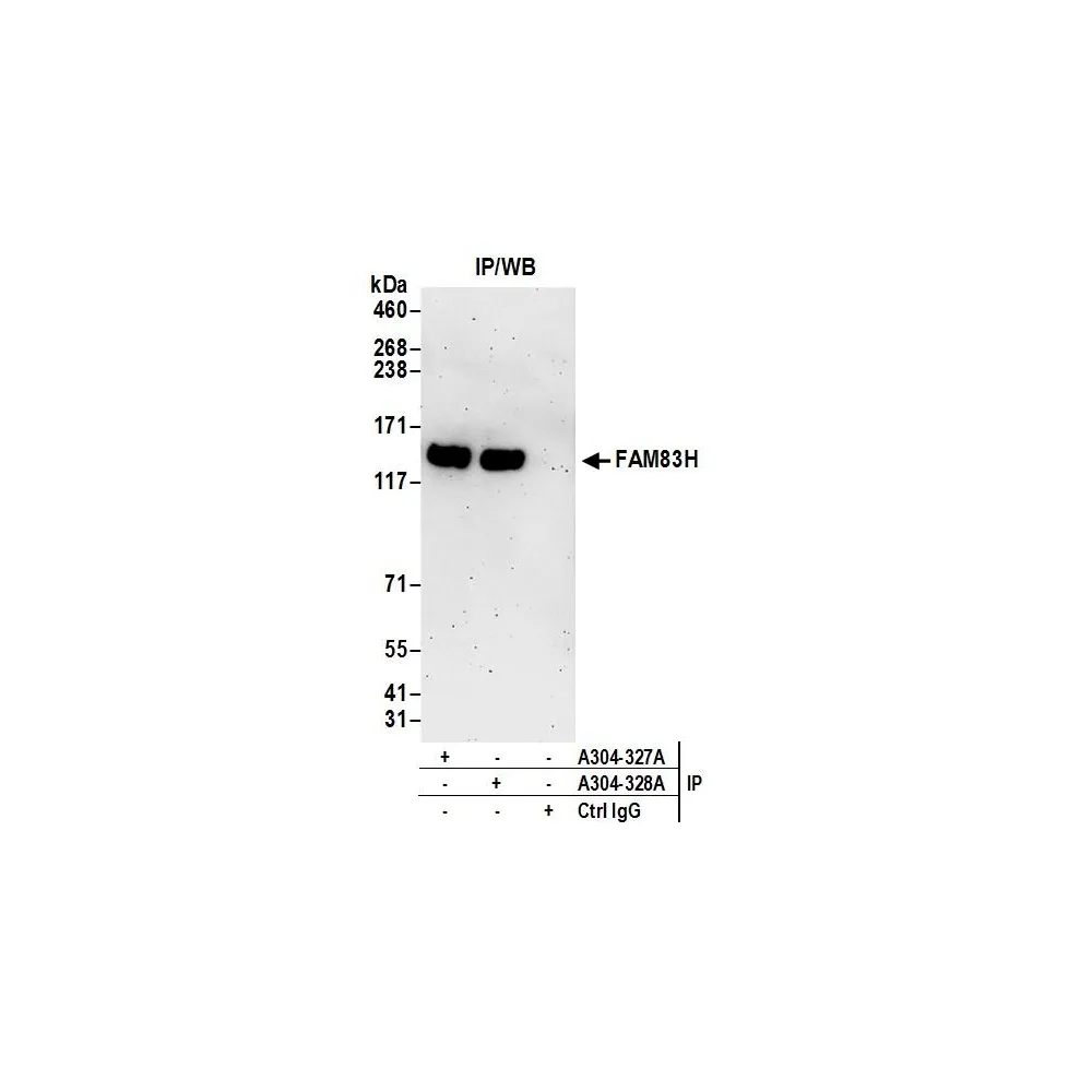 Rabbit anti-FAM83H Antibody, Affinity Purified