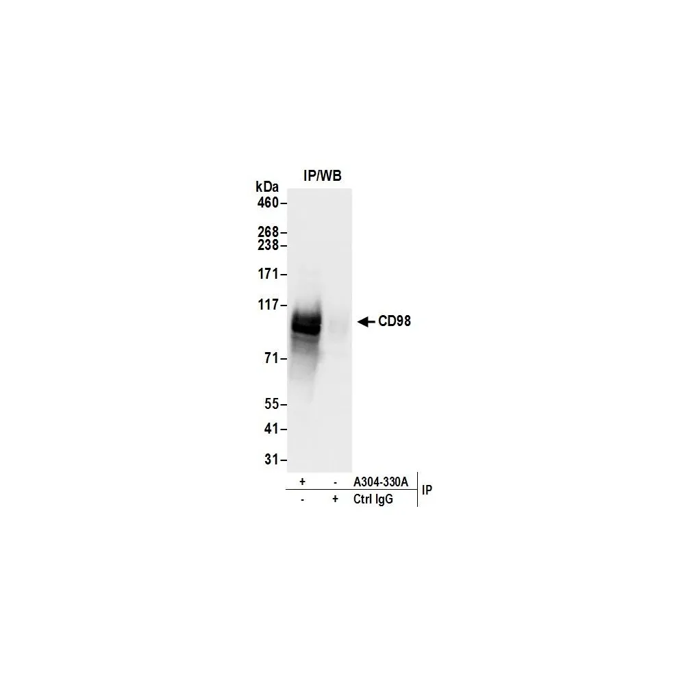 Rabbit anti-CD98 Antibody, Affinity Purified
