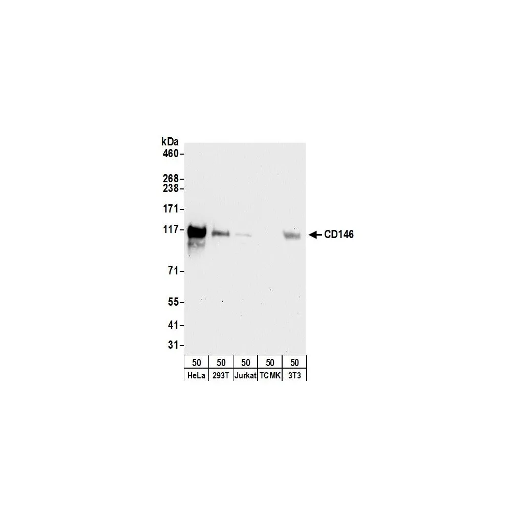 Rabbit anti-CD146 Antibody, Affinity Purified