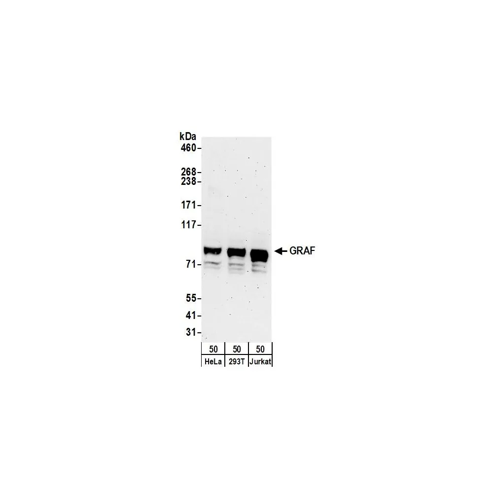 Rabbit anti-GRAF Antibody, Affinity Purified