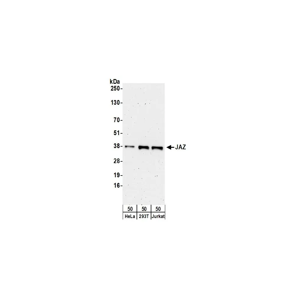 Rabbit anti-JAZ Antibody, Affinity Purified