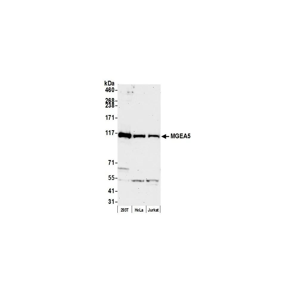 Rabbit anti-MGEA5 Antibody, Affinity Purified