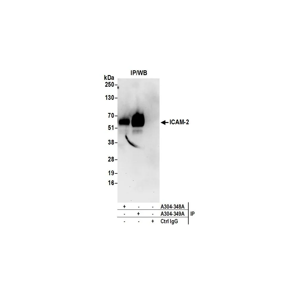 Rabbit anti-ICAM-2 Antibody, Affinity Purified
