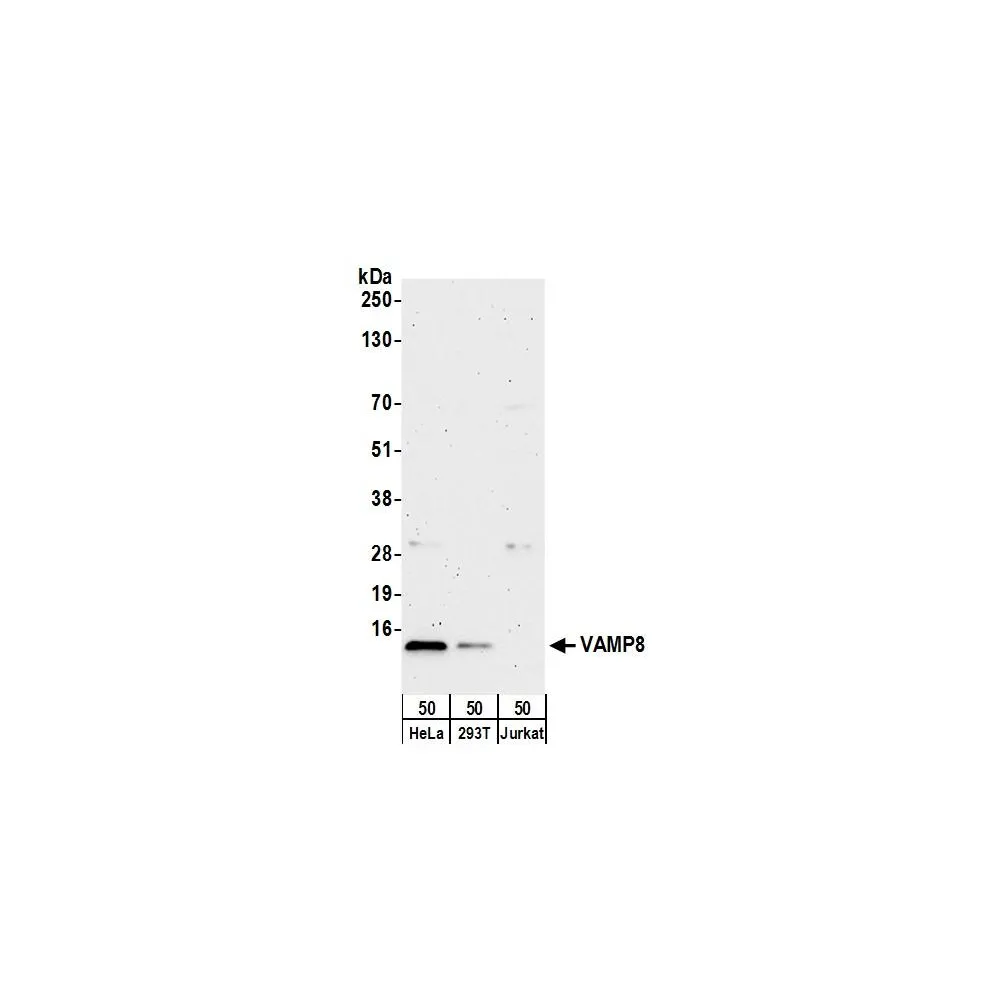Rabbit anti-VAMP8 Antibody, Affinity Purified