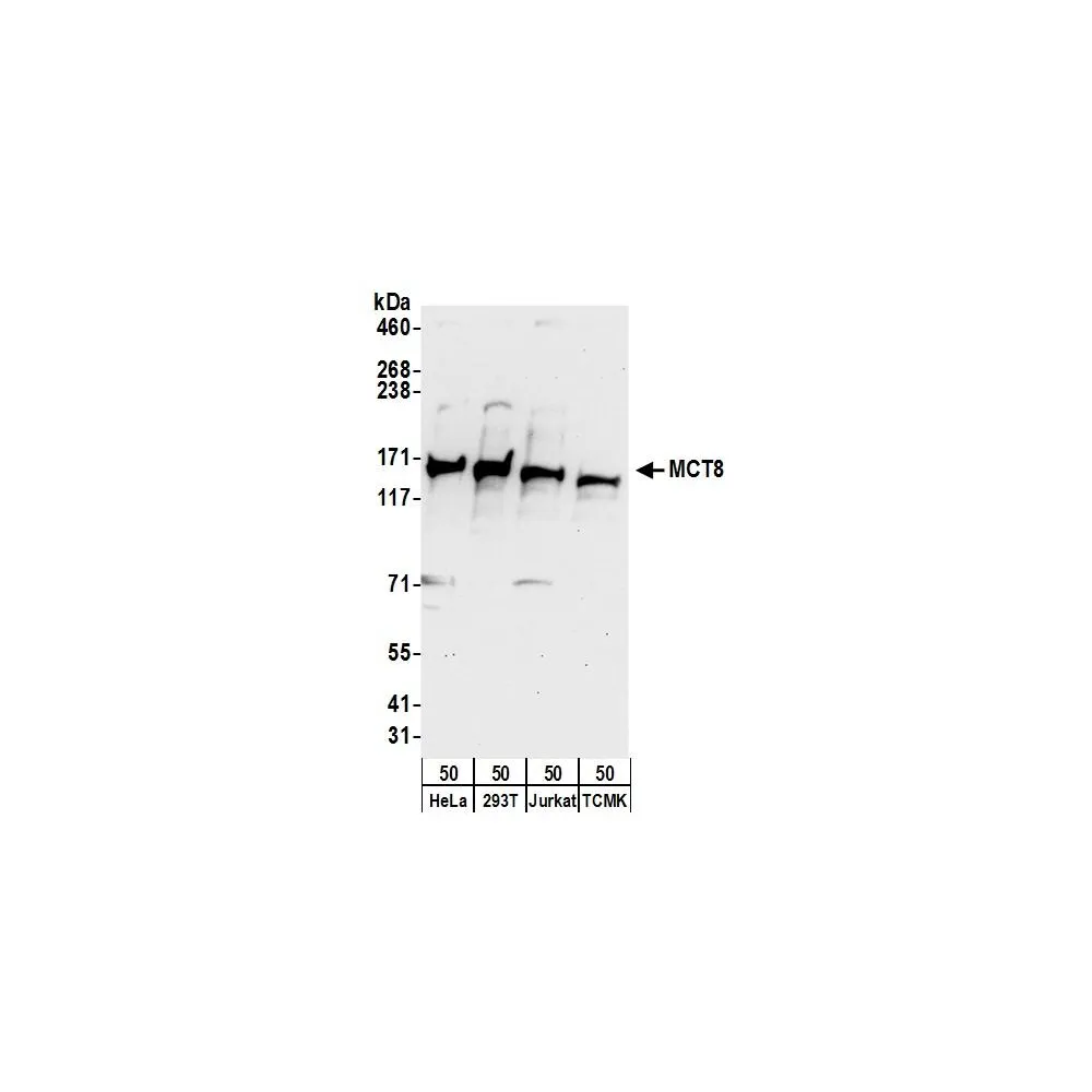 Rabbit anti-MCT8 Antibody, Affinity Purified