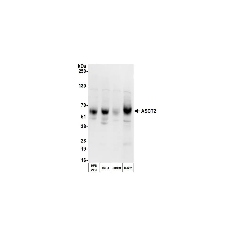 Rabbit anti-ASCT2 Antibody, Affinity Purified