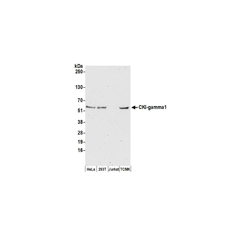 Rabbit anti-CKI-gamma1 Antibody, Affinity Purified
