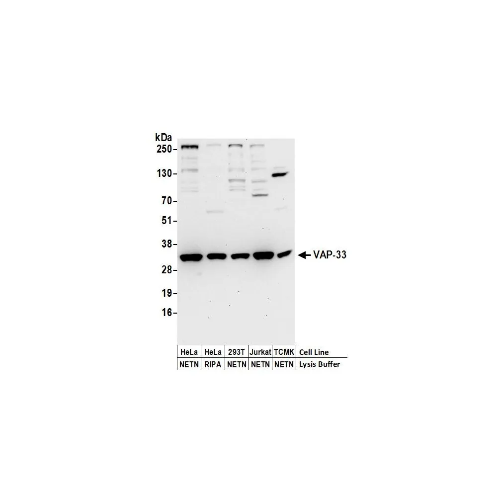 Rabbit anti-VAP-33 Antibody, Affinity Purified