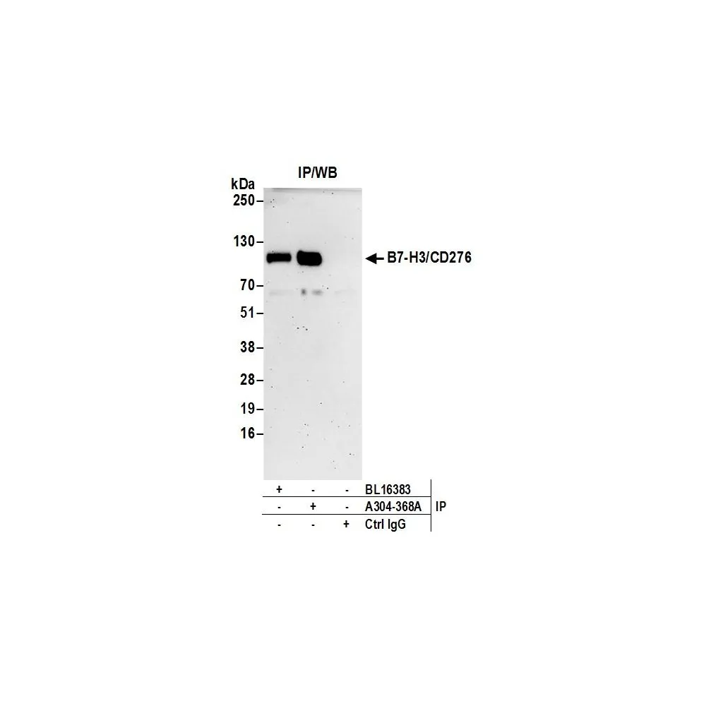 Rabbit anti-B7-H3/CD276 Antibody, Affinity Purified