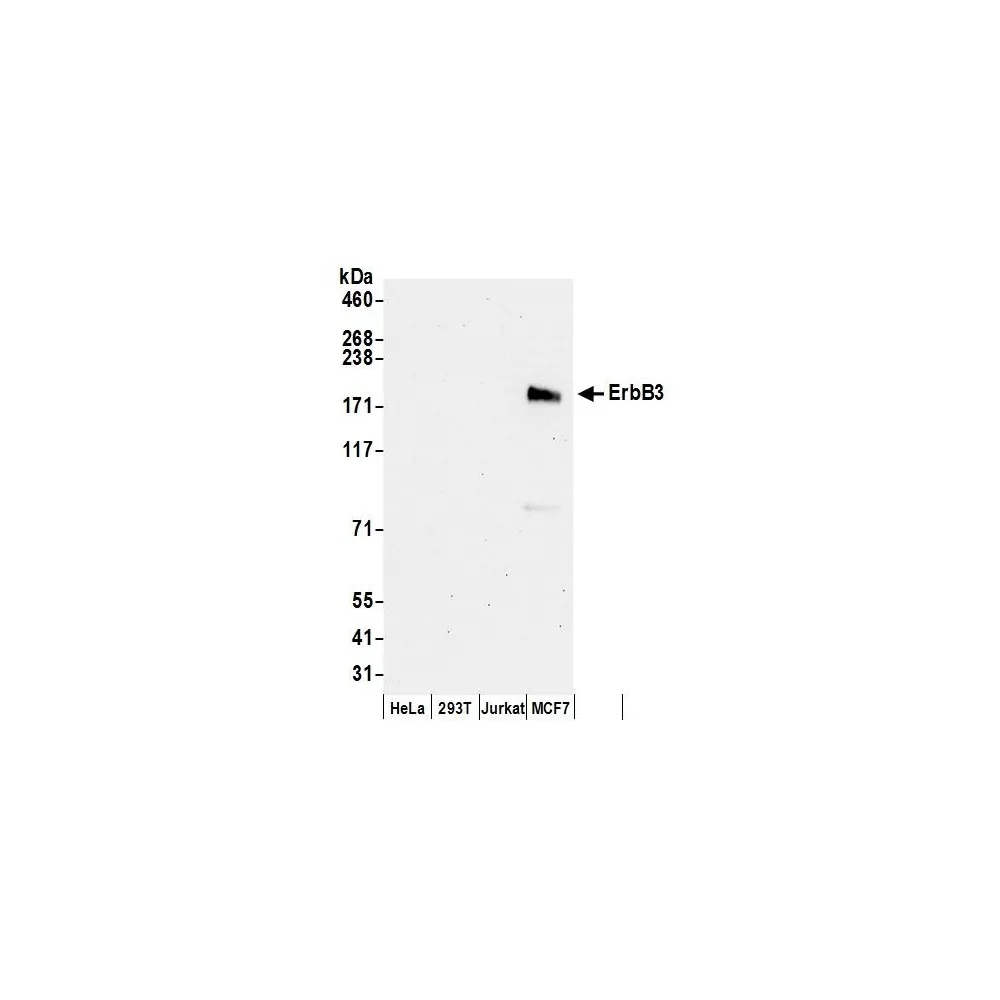 Rabbit anti-ErbB3 Antibody, Affinity Purified
