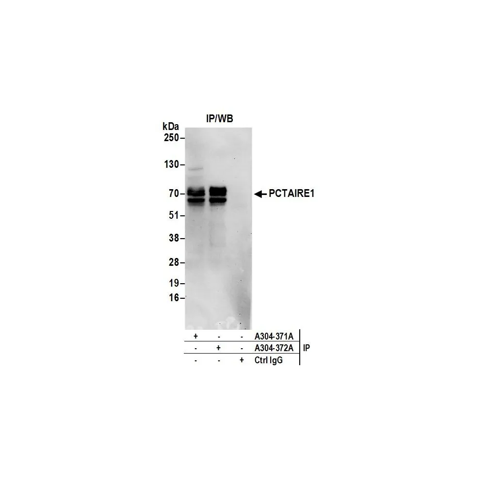 Rabbit anti-PCTAIRE1 Antibody, Affinity Purified