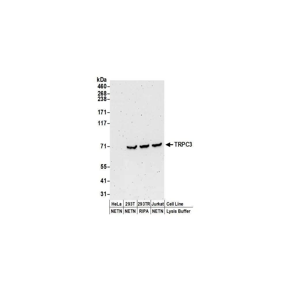 Rabbit anti-TRPC3 Antibody, Affinity Purified