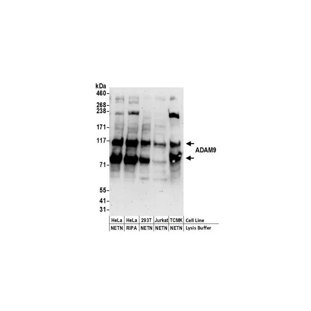 Rabbit anti-ADAM9 Antibody, Affinity Purified