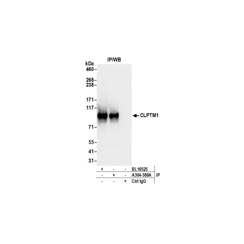 Rabbit anti-CLPTM1 Antibody, Affinity Purified