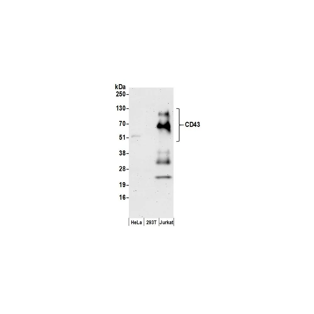 Rabbit anti-CD43 Antibody, Affinity Purified