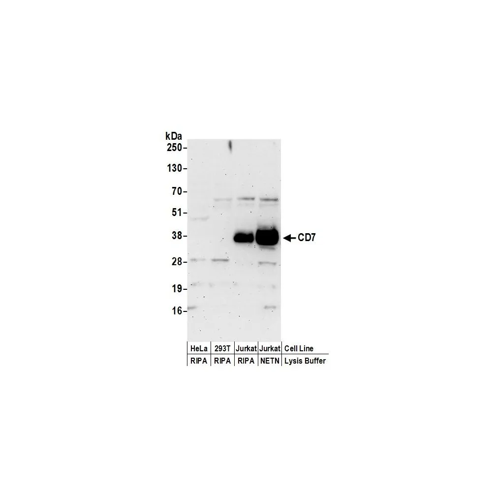 Rabbit anti-CD7 Antibody, Affinity Purified